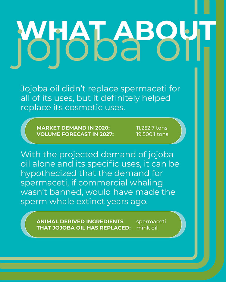 How jojoba oil helped save the sperm whales PurO3
